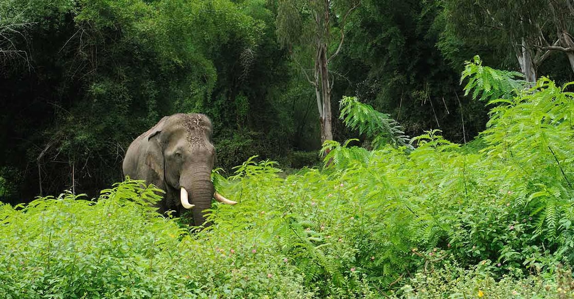 Wild Elephant | Representative Image | Photo Contributor : Santhosh Varghese / Shutterstock Representative Image | Photo Contributor: Santhosh Varghese / Shutterstock